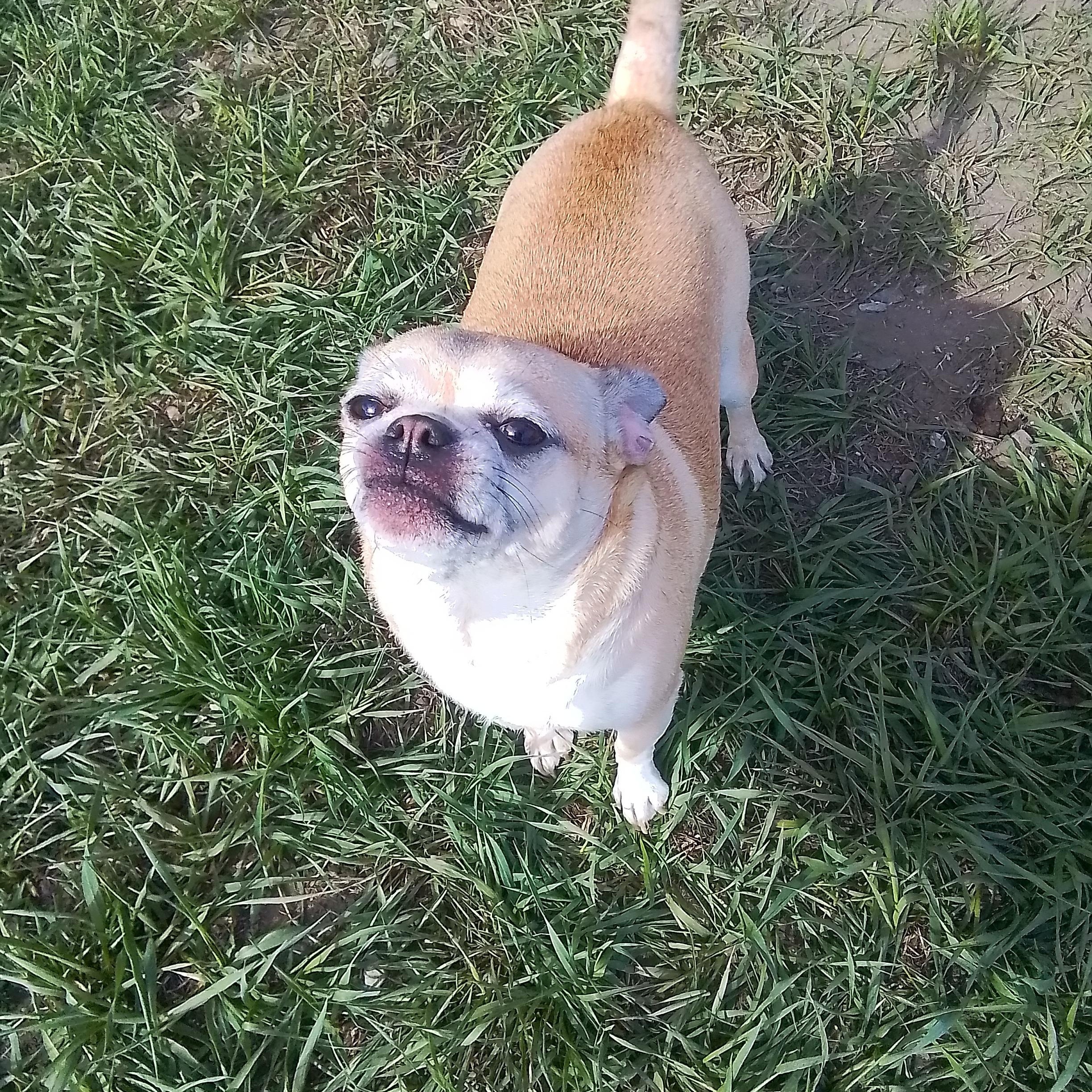 Enlarge Honey, an adopted mixed breed in Oroville, WA image 4/4