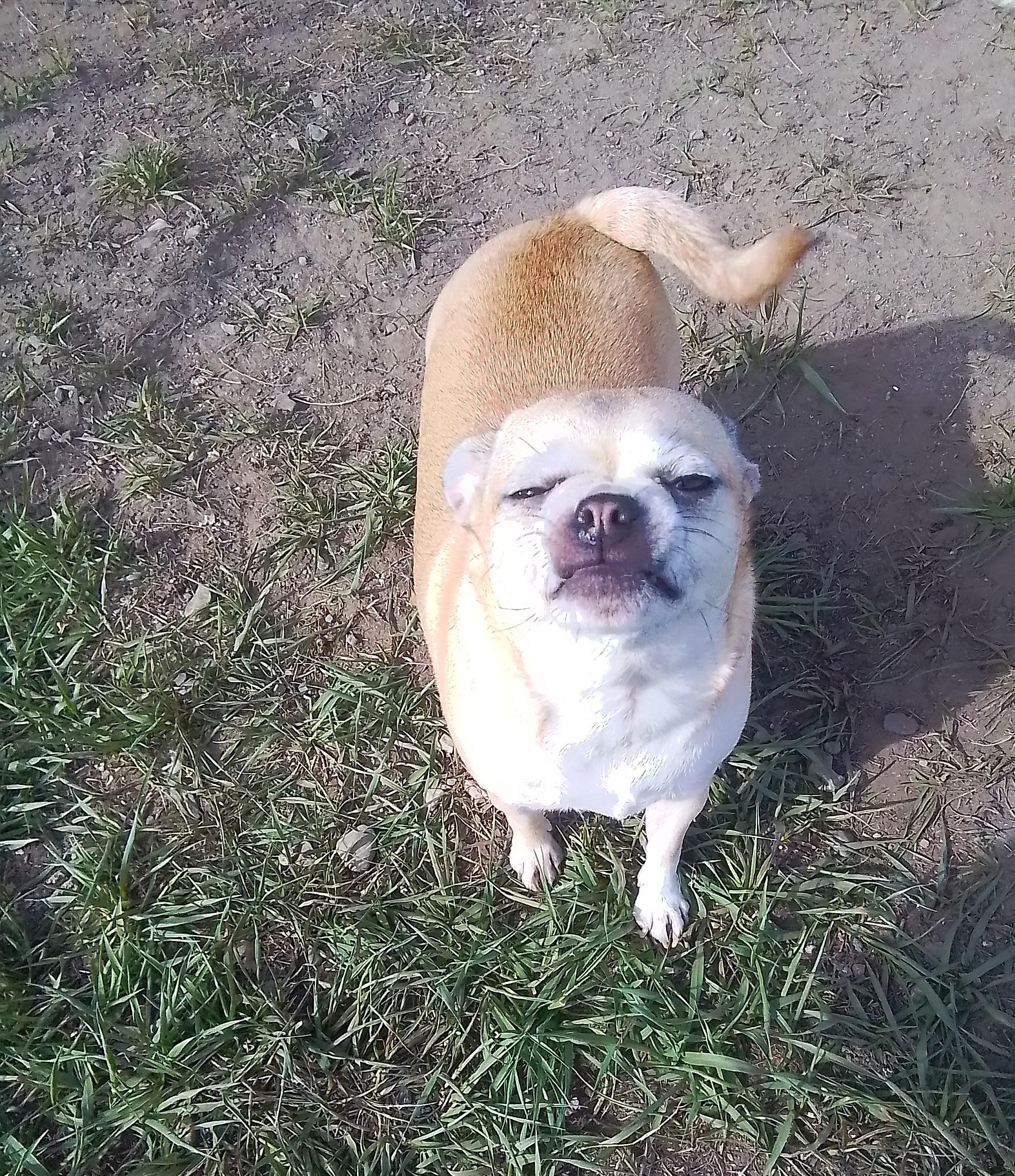 Enlarge Honey, an adopted mixed breed in Oroville, WA image 2/4