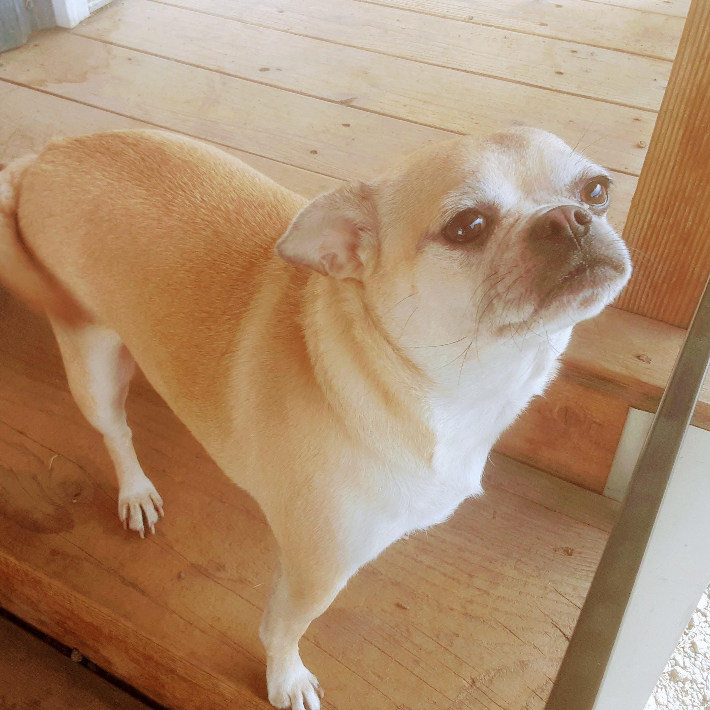Enlarge Honey, an adopted mixed breed in Oroville, WA image 1/4