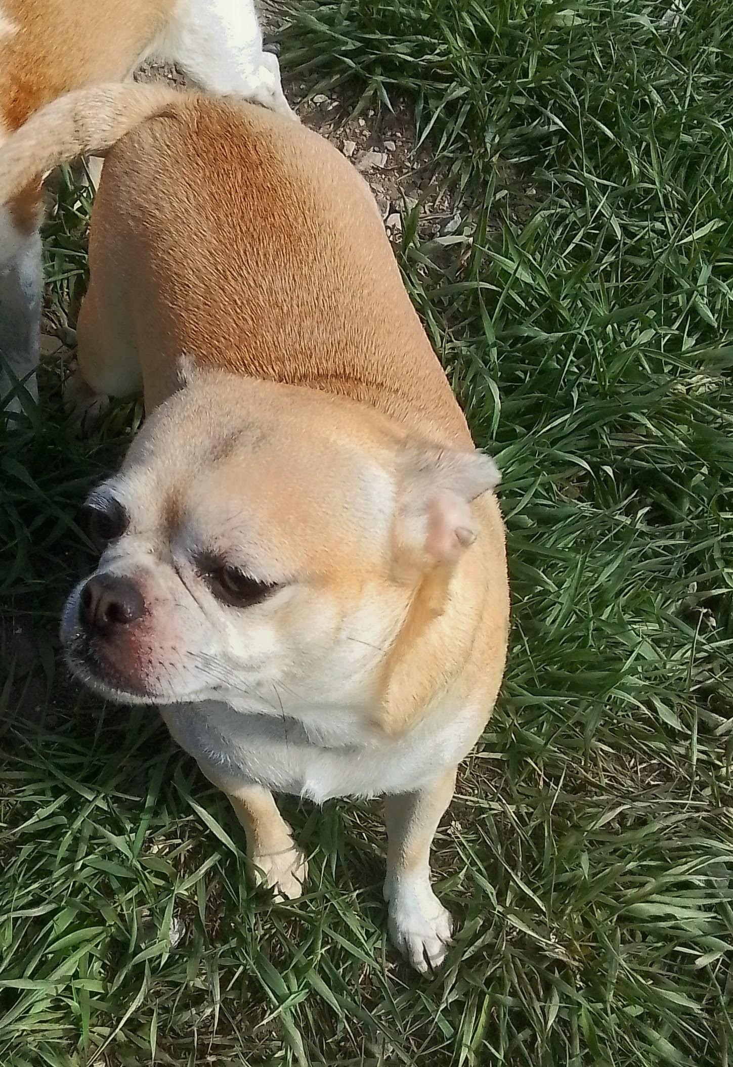 Enlarge Honey, an adopted mixed breed in Oroville, WA image 3/4
