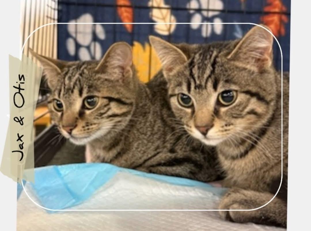 Jax, a ADOPTABLE Domestic Short Hair in Morgantown, WV image 4/4