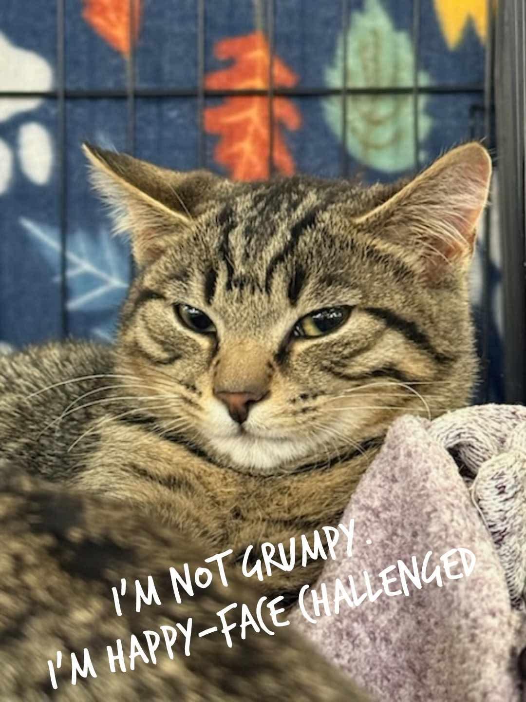 Jax, a ADOPTABLE Domestic Short Hair in Morgantown, WV image 2/4