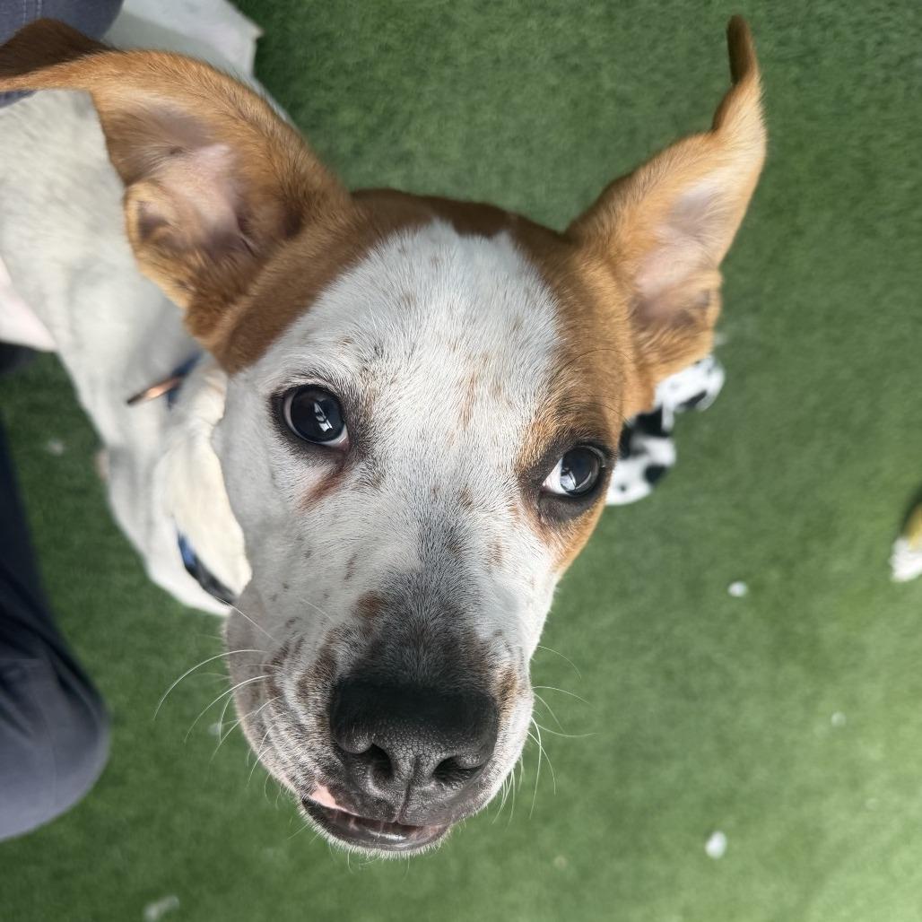 Bodhi, a Adoptable mixed breed in Tempe, AZ image 1/6