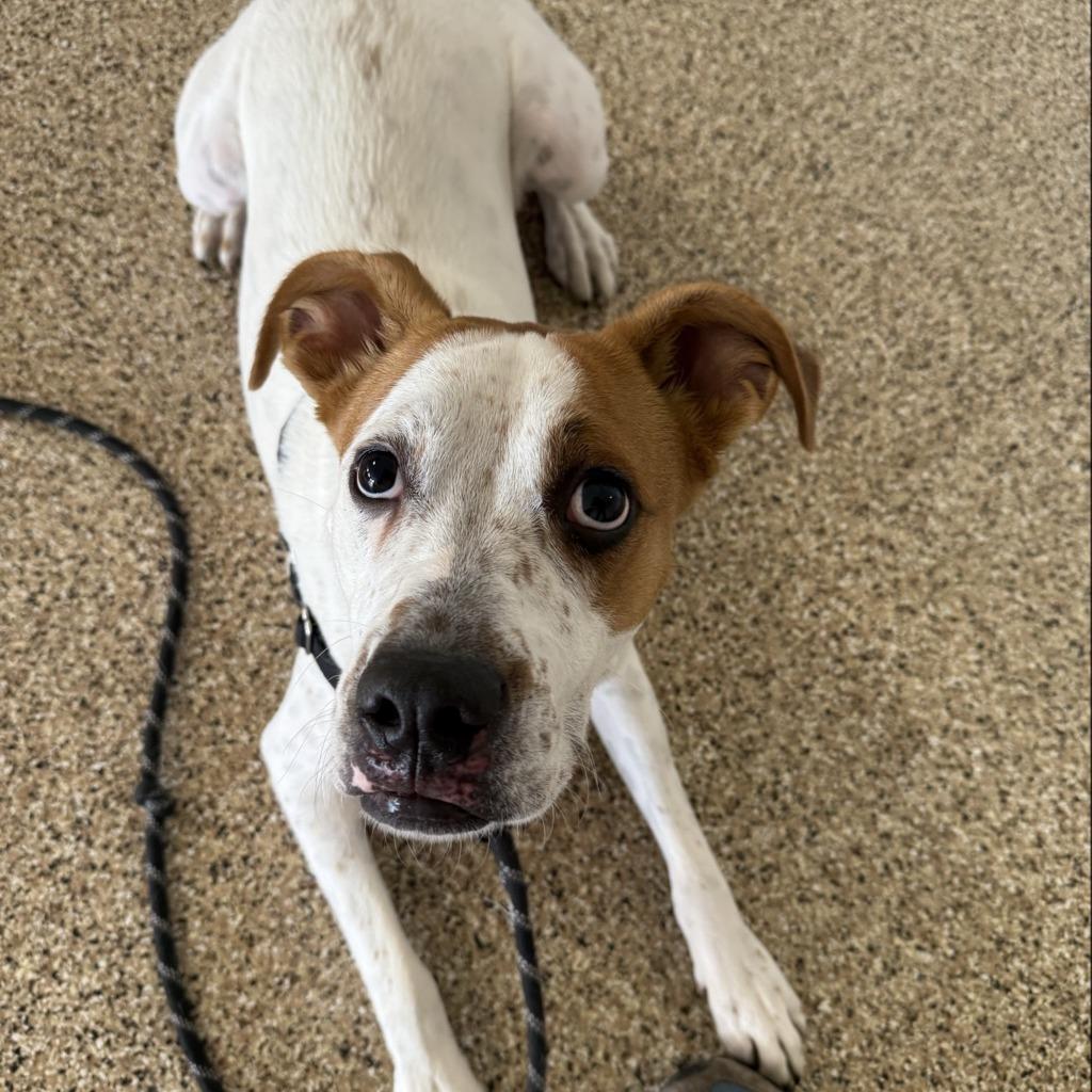 Bodhi, Adoptable, Young Male Boxer & Mixed Breed.