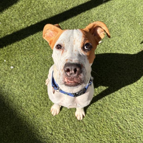 Enlarge Bodhi, a Adoptable mixed breed in Tempe, AZ image 1/6