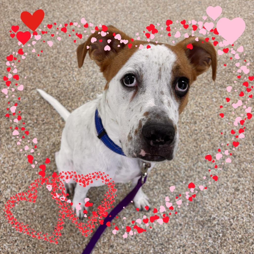 Bodhi, Adoptable, Young Male Boxer & Mixed Breed.