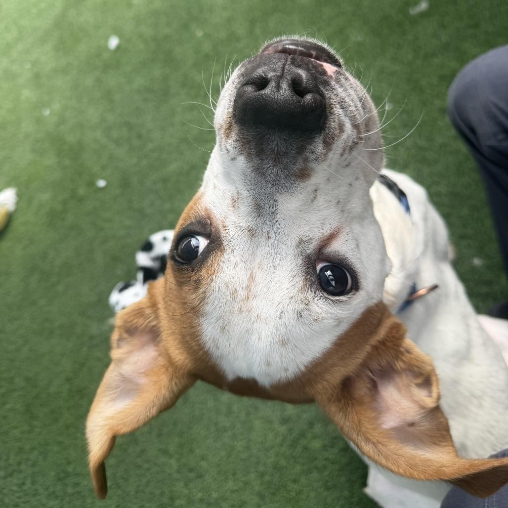 Enlarge Bodhi, a Adoptable mixed breed in Tempe, AZ image 2/6