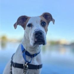 Enlarge Bodhi, a Adoptable mixed breed in Tempe, AZ image 1/6