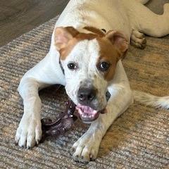 Bodhi, Adoptable, Young Male Boxer & Mixed Breed.