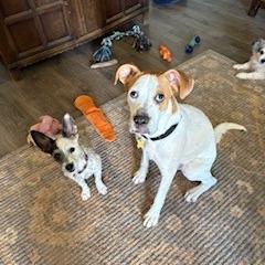 Enlarge Bodhi, a Adoptable mixed breed in Tempe, AZ image 3/6