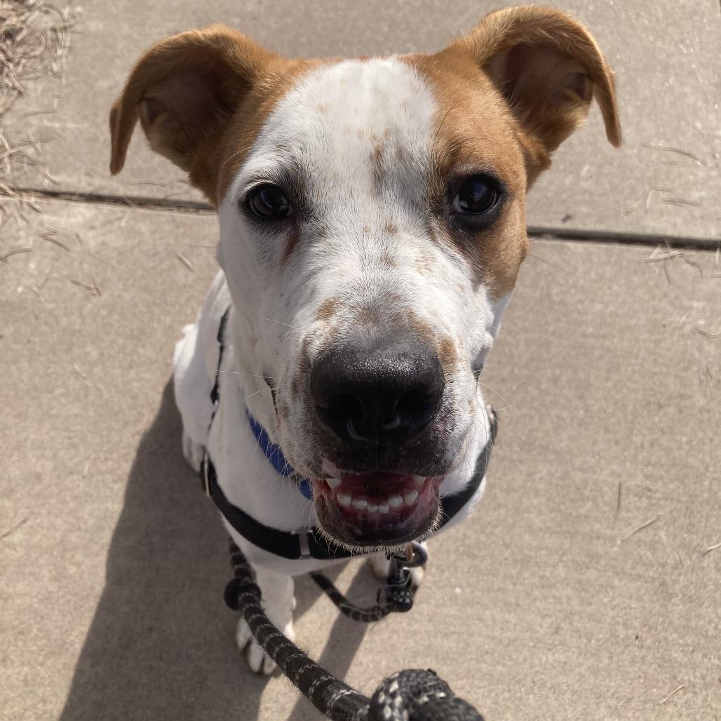 Enlarge Bodhi, a Adoptable mixed breed in Tempe, AZ image 5/6