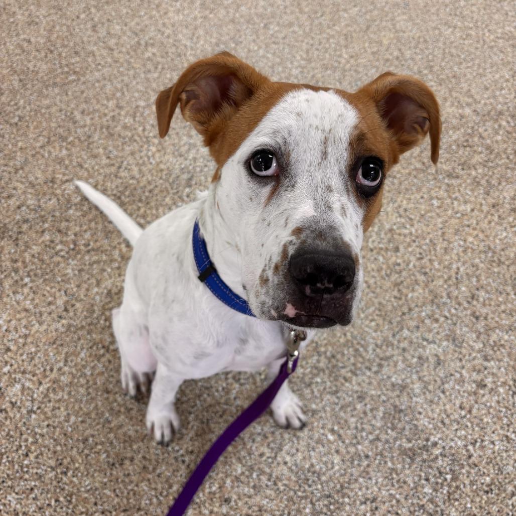 Bodhi, a Adoptable mixed breed in Tempe, AZ image 5/6