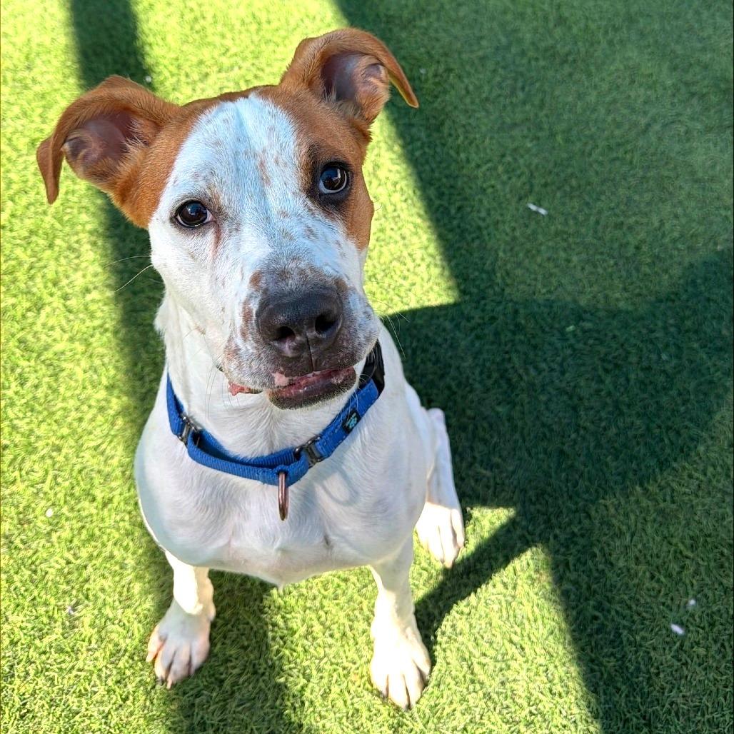 Enlarge Bodhi, a Adoptable mixed breed in Tempe, AZ image 6/6