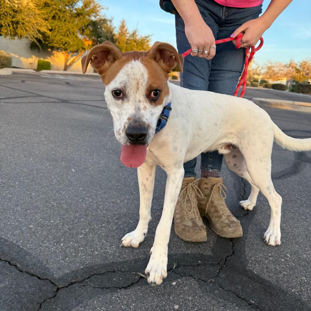 Enlarge Bodhi, a Adoptable mixed breed in Tempe, AZ image 6/6