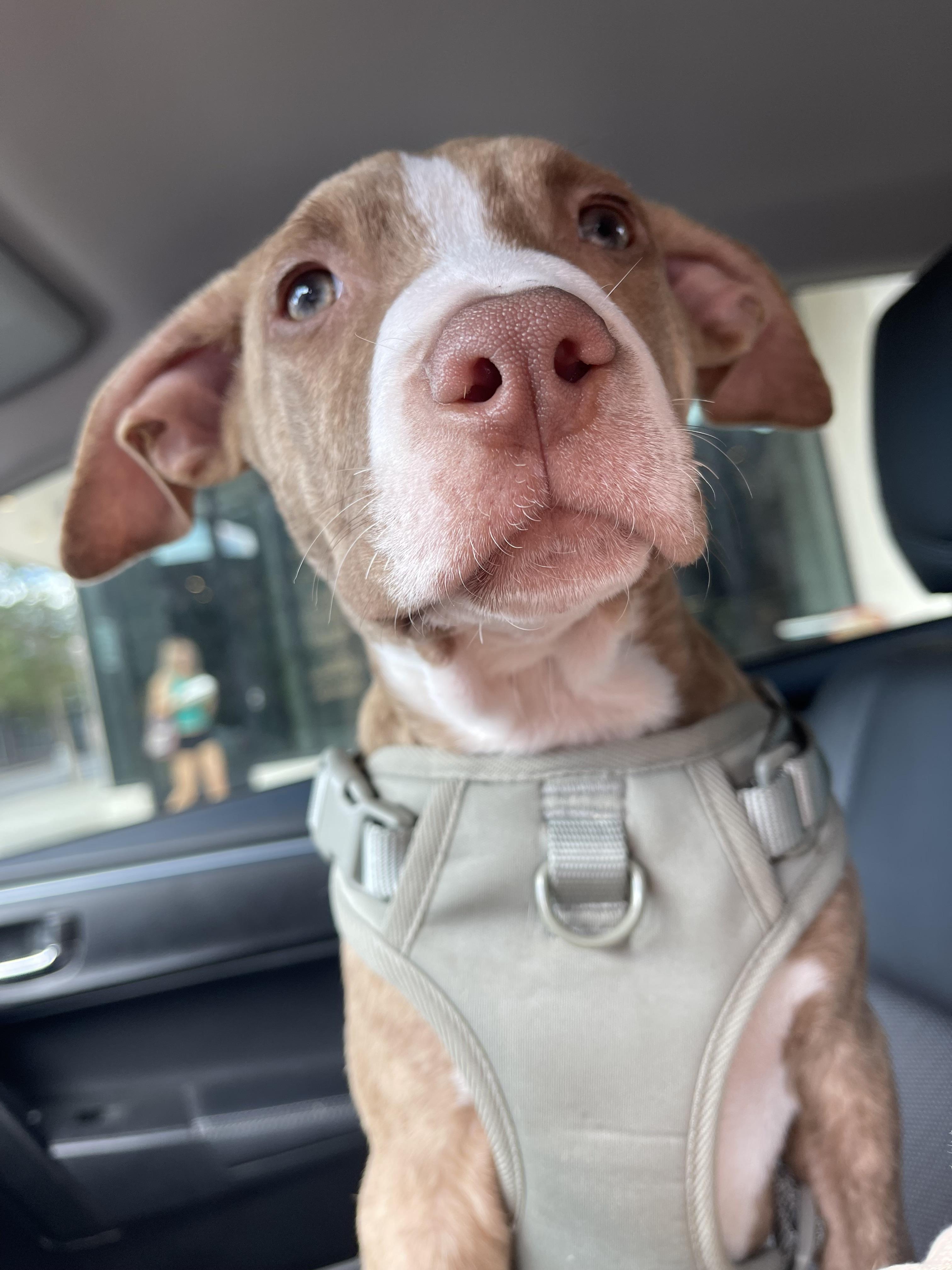 Milo, a Adoptable Mixed Breed in tampa, FL image 1/4