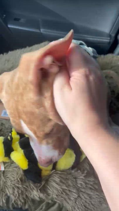 Enlarge Milo, a Adoptable Mixed Breed in tampa, FL video 3/4