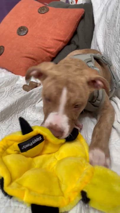 Enlarge Milo, a Adoptable Mixed Breed in tampa, FL video 4/4