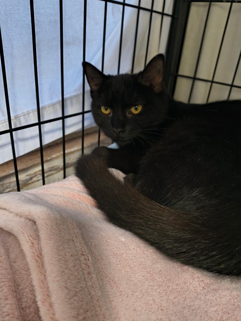 Stacey, Adoptable, Young Female Domestic Short Hair.
