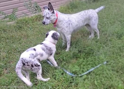 Enlarge Blizzard, a Adopted mixed breed in Plattsmouth, NE image 5/6
