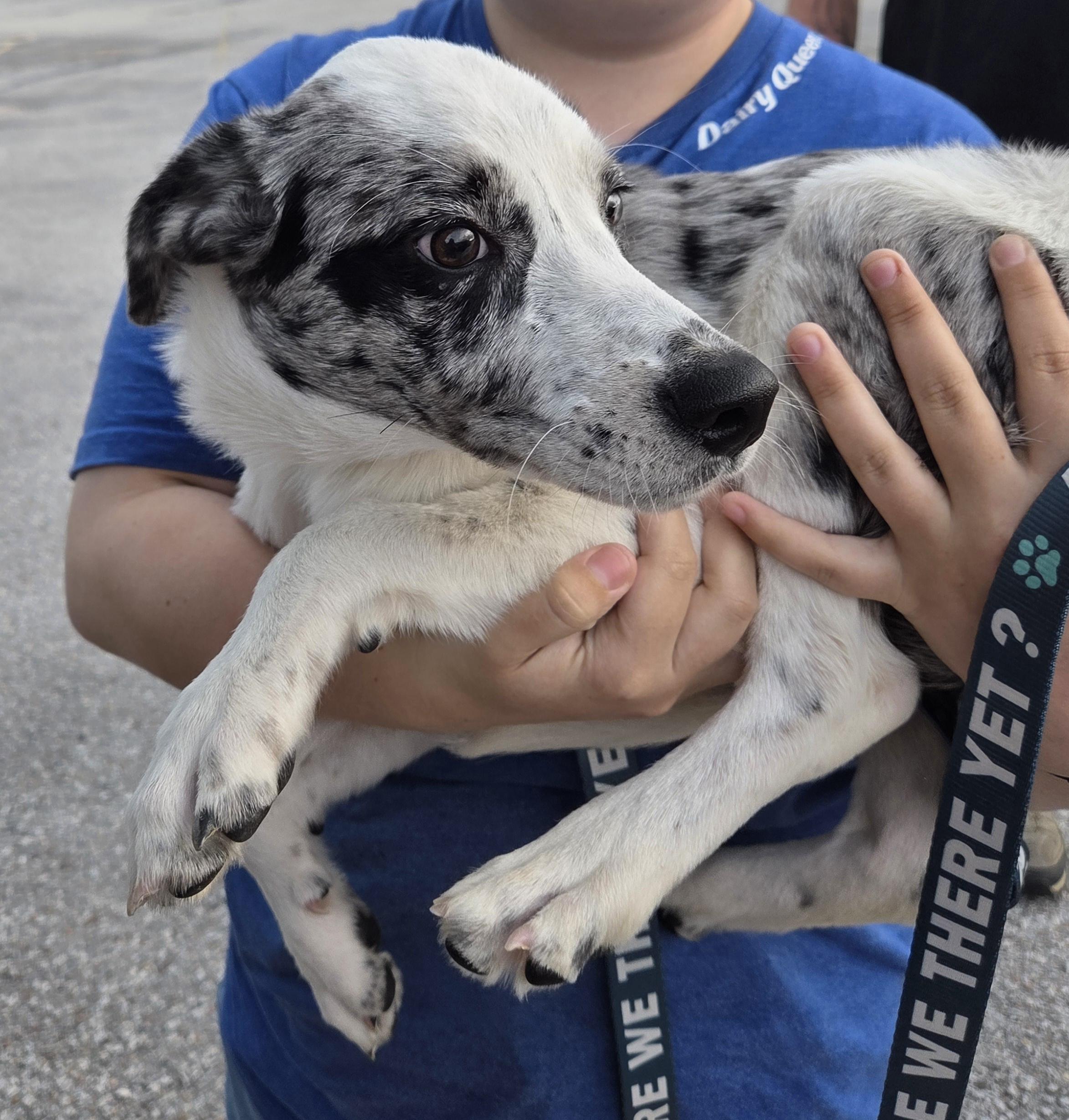 Enlarge Blizzard, a Adopted mixed breed in Plattsmouth, NE image 2/6