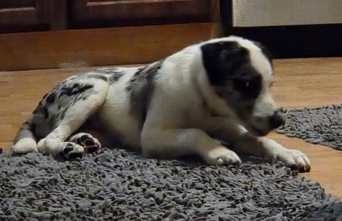 Enlarge Blizzard, a Adopted mixed breed in Plattsmouth, NE image 1/6