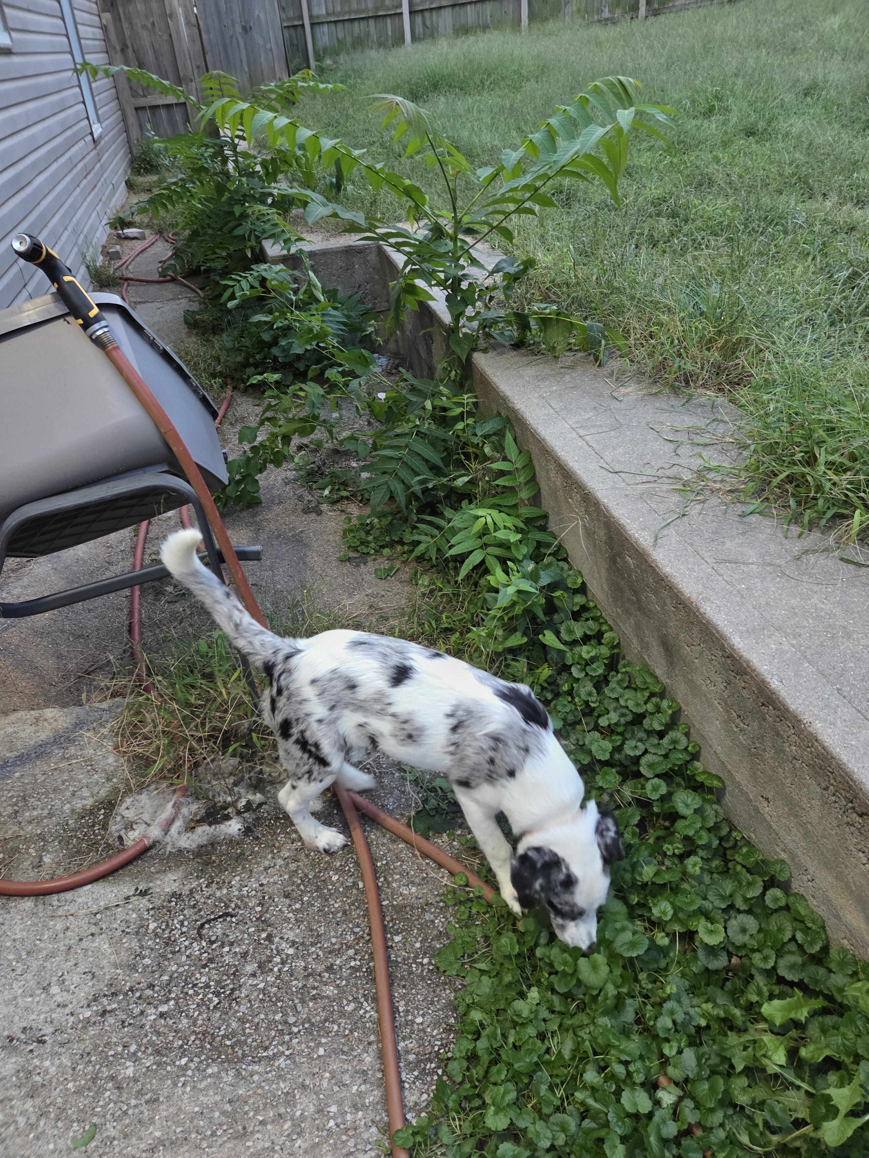 Enlarge Blizzard, a Adopted mixed breed in Plattsmouth, NE image 4/6