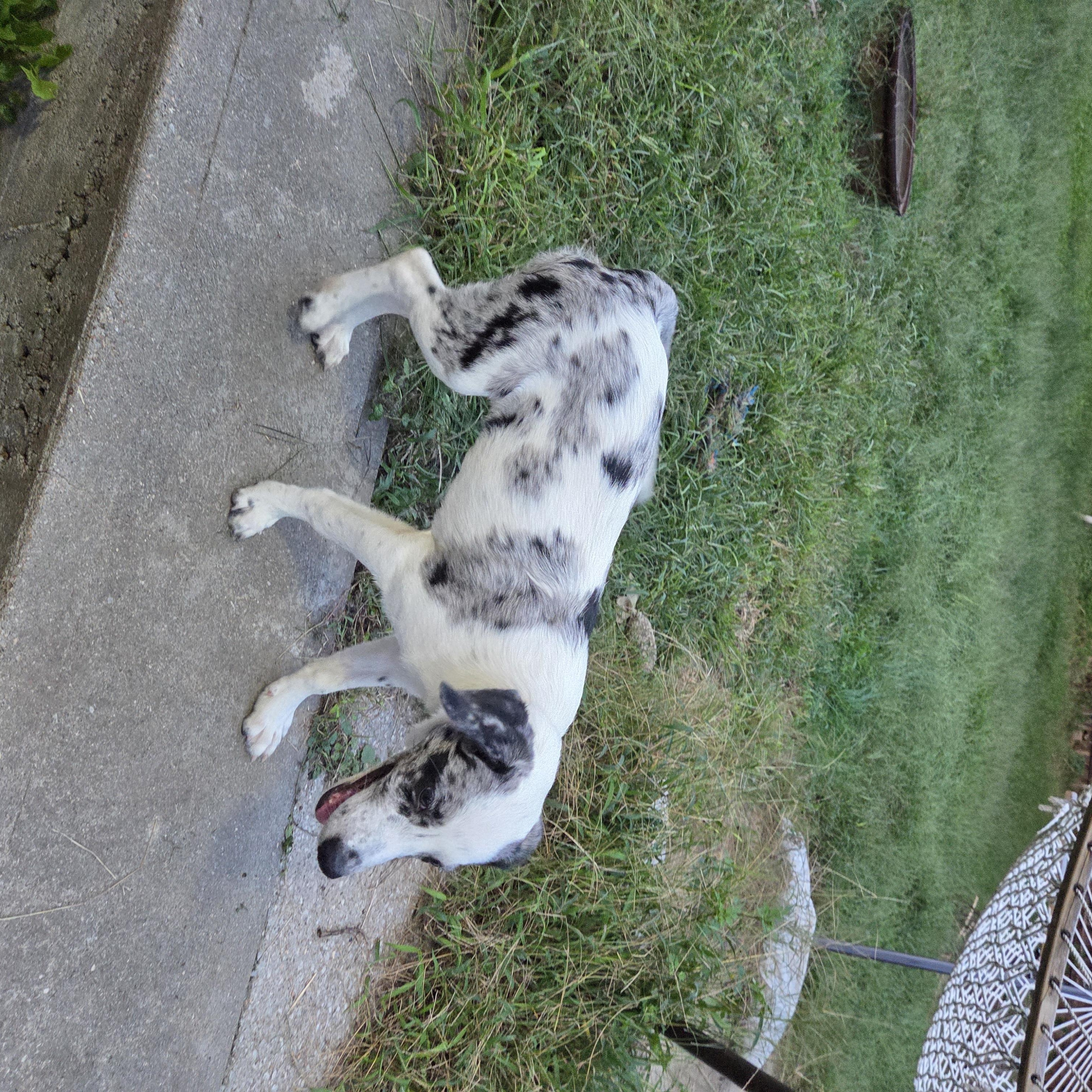 Enlarge Blizzard, a Adopted mixed breed in Plattsmouth, NE image 3/6