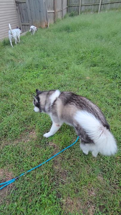 Enlarge Blizzard, a Adopted mixed breed in Plattsmouth, NE video 6/6