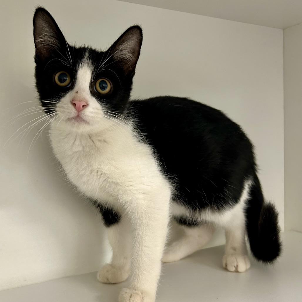 Enlarge Black Licorice, a Adoptable Domestic Short Hair in St Joseph, MO image 1/1