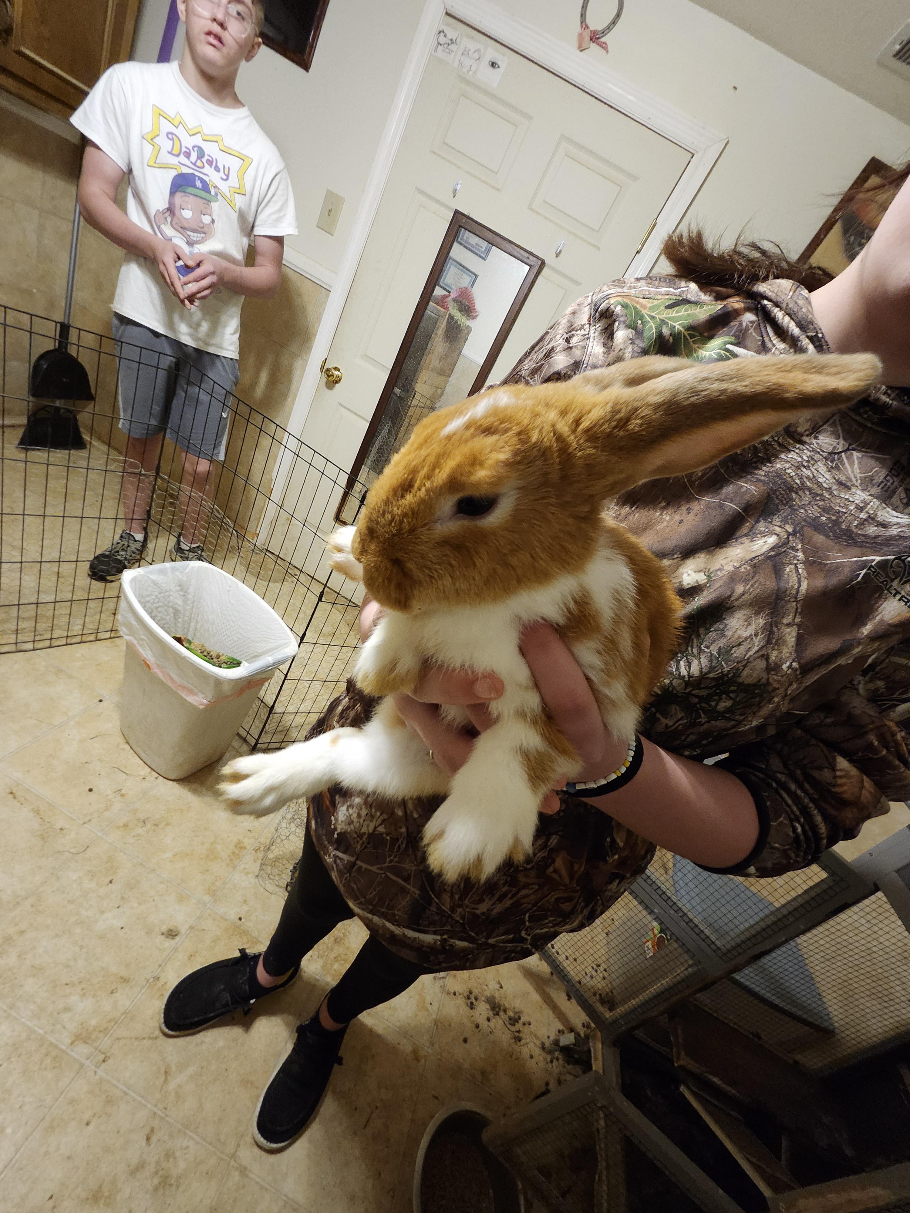 Peter, a Adoptable Dwarf in Hartselle, AL image 1/2