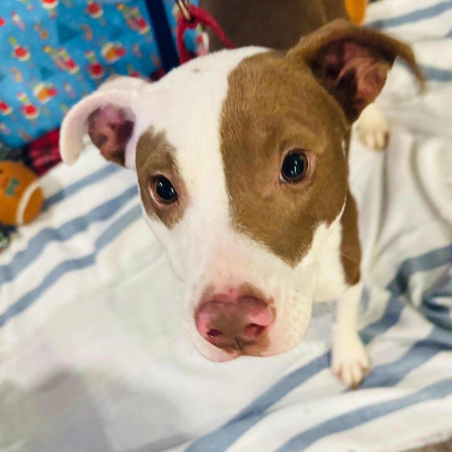 Tiny, ADOPTABLE, Young Male Mixed Breed.