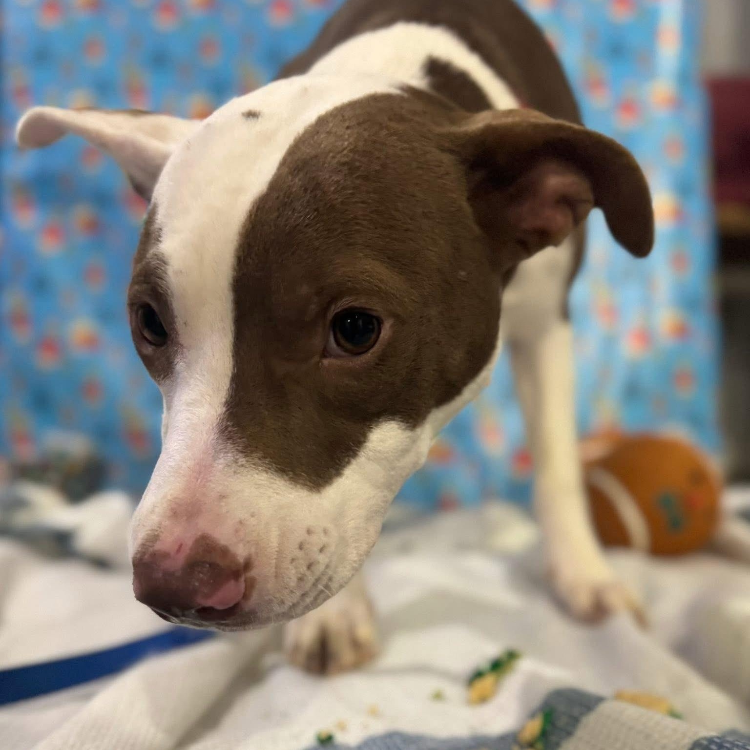 Tiny, a ADOPTABLE Mixed Breed in Alma, MI image 2/2