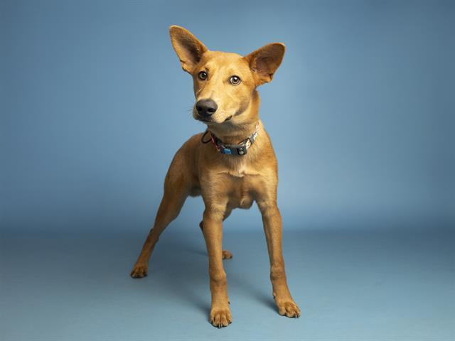 Enlarge BROWNIE, a Adoptable Australian Kelpie in Phoenix, AZ image 1/1