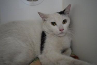 Enlarge Aphrodite, a Adoptable mixed breed in Coachella, CA image 1/3