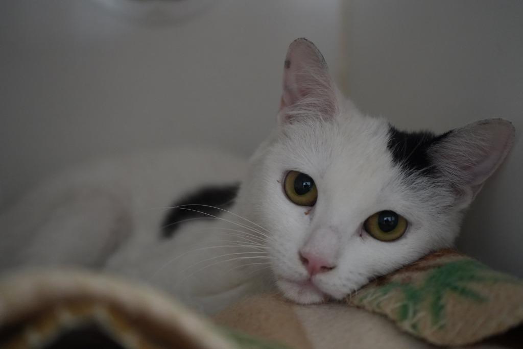 Enlarge Aphrodite, a Adoptable mixed breed in Coachella, CA image 3/3