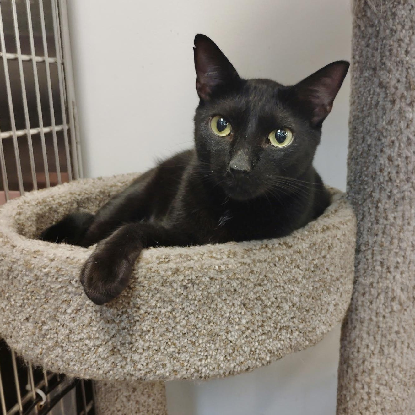 Enlarge Malcolm, an adopted Domestic Short Hair in Rock Hill, SC image 1/3