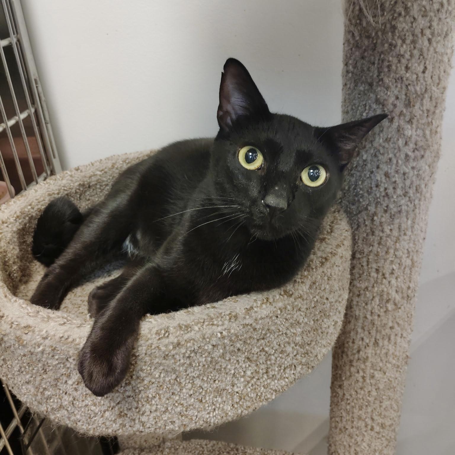 Enlarge Malcolm, an adopted Domestic Short Hair in Rock Hill, SC image 2/3