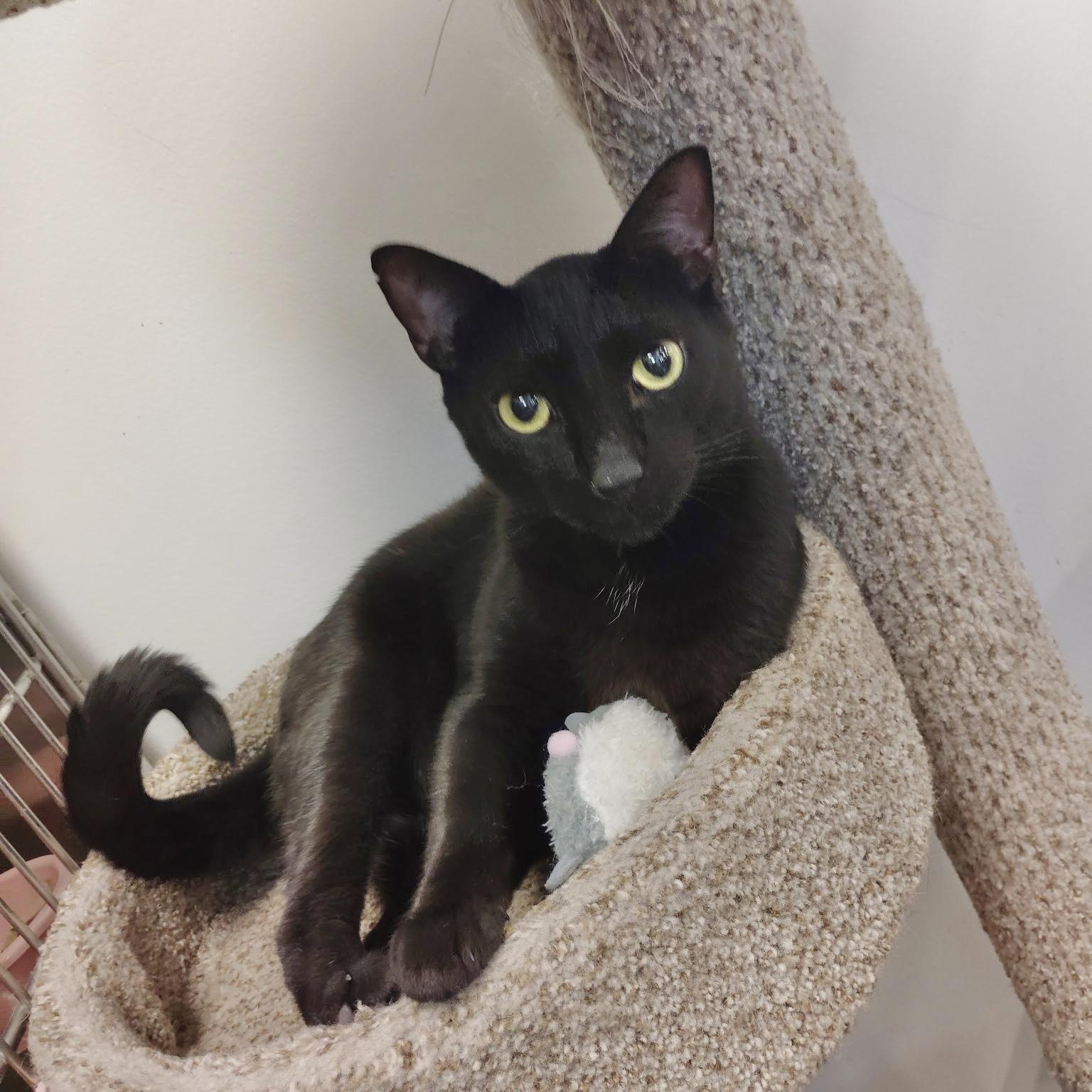 Enlarge Malcolm, an adopted Domestic Short Hair in Rock Hill, SC image 3/3