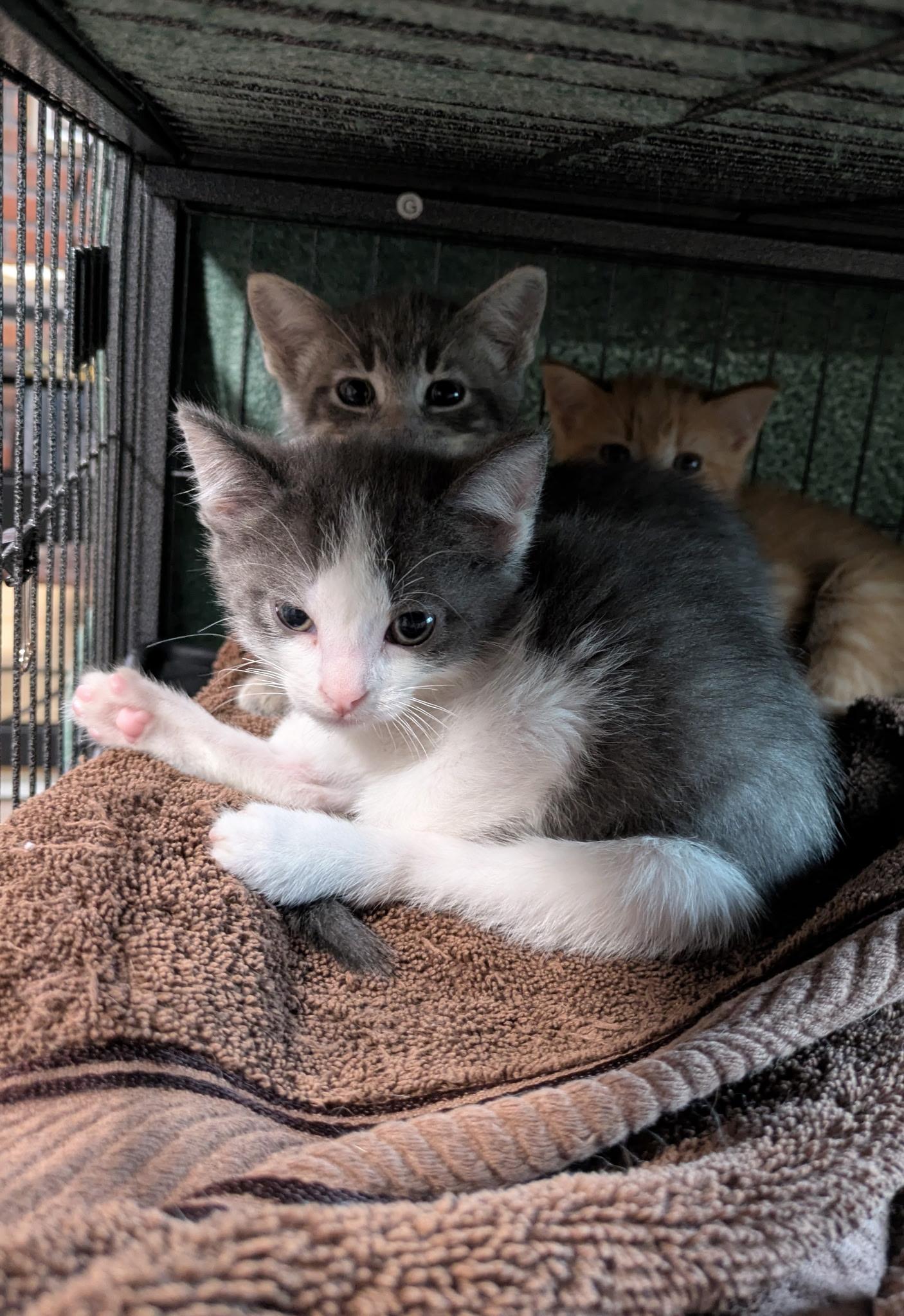Pet Image
