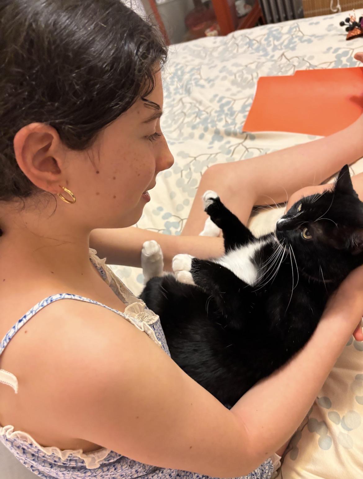 Enlarge Junie, an adopted Domestic Short Hair in Brooklyn, NY image 4/5