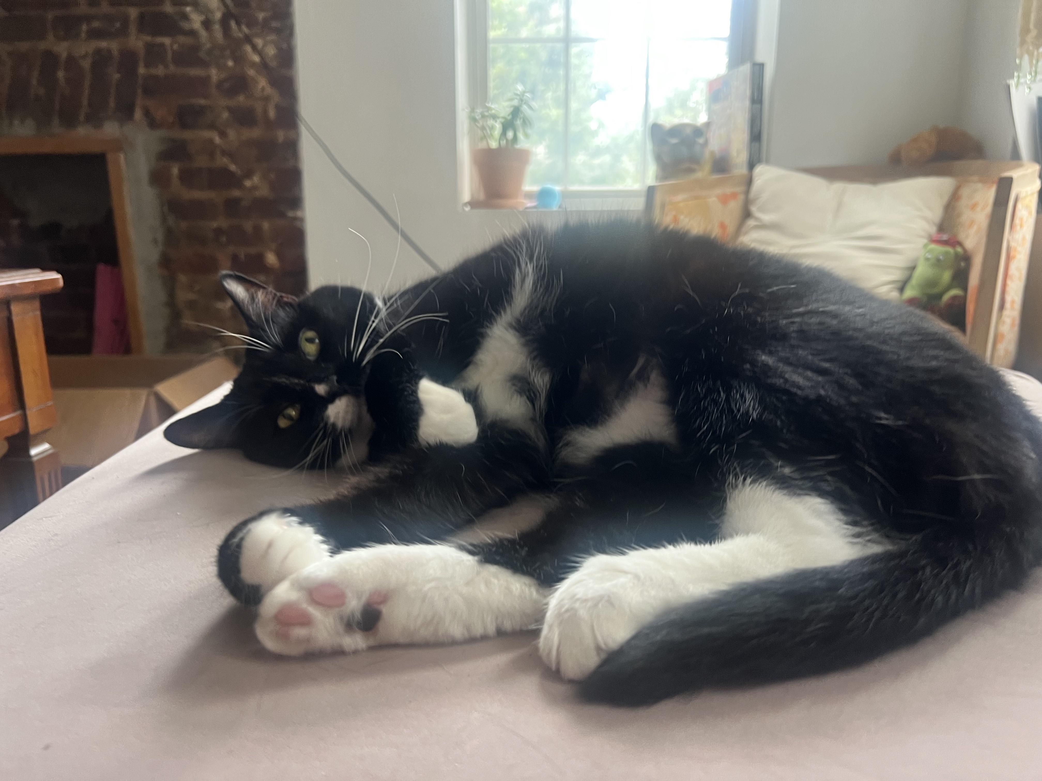 Enlarge Junie, an adopted Domestic Short Hair in Brooklyn, NY image 2/5