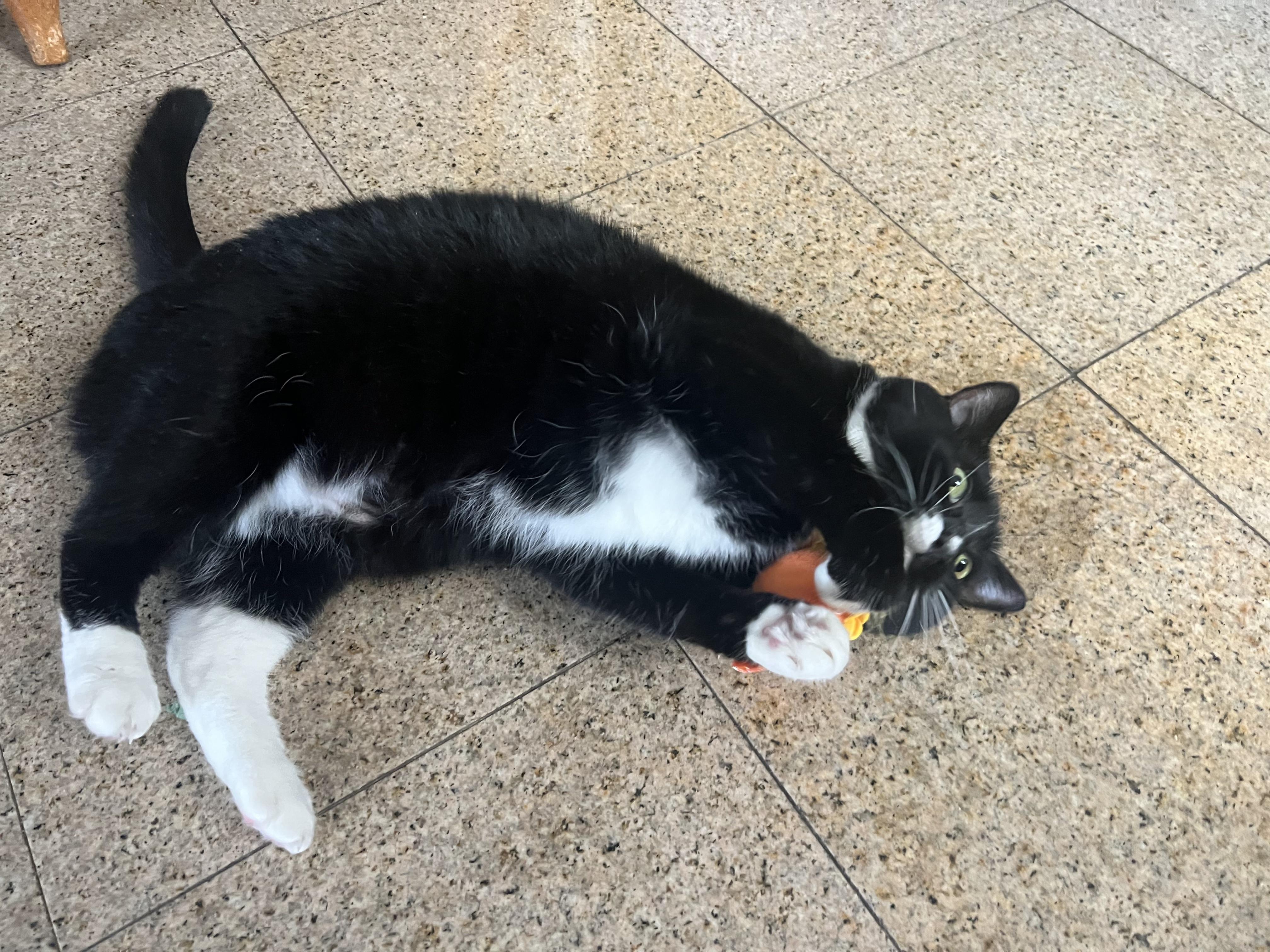 Enlarge Junie, an adopted Domestic Short Hair in Brooklyn, NY image 5/5
