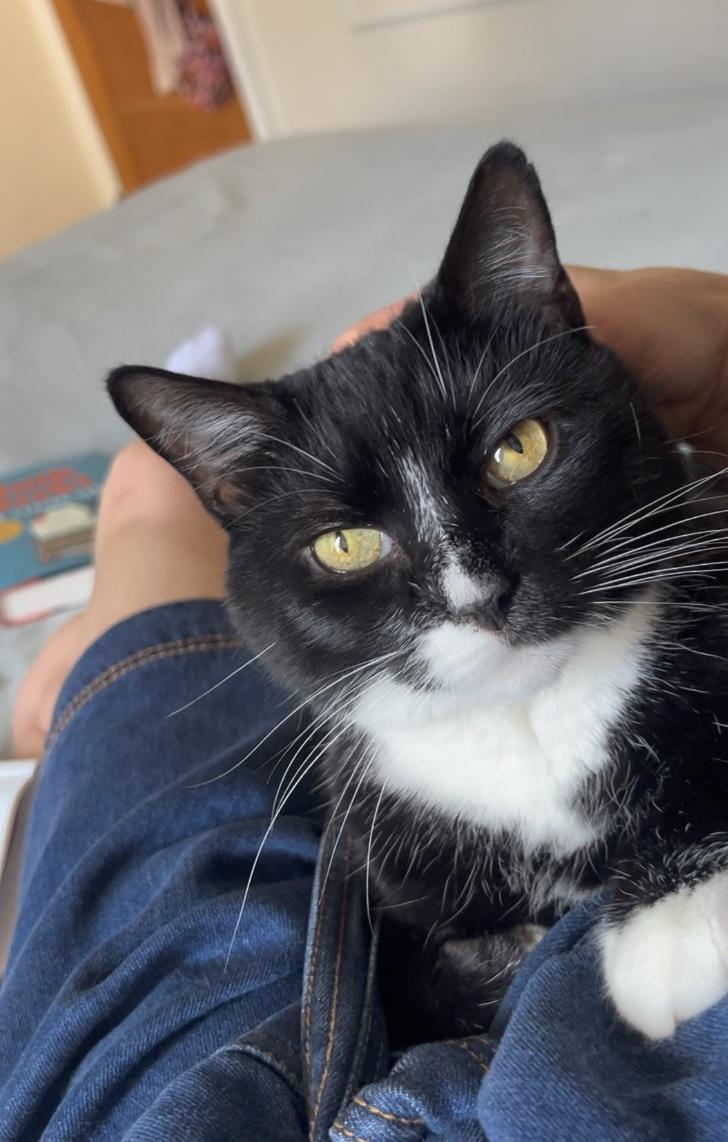 Enlarge Junie, an adopted Domestic Short Hair in Brooklyn, NY image 1/5