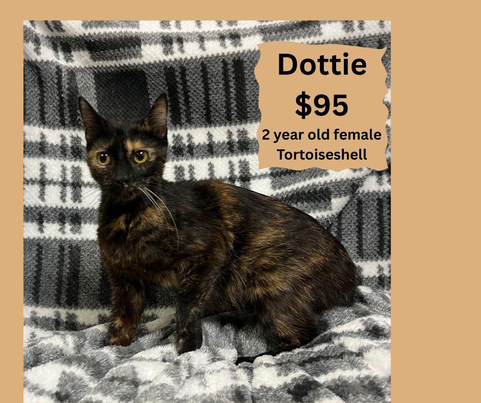 Dottie, ADOPTABLE, Adult Female Tortoiseshell.
