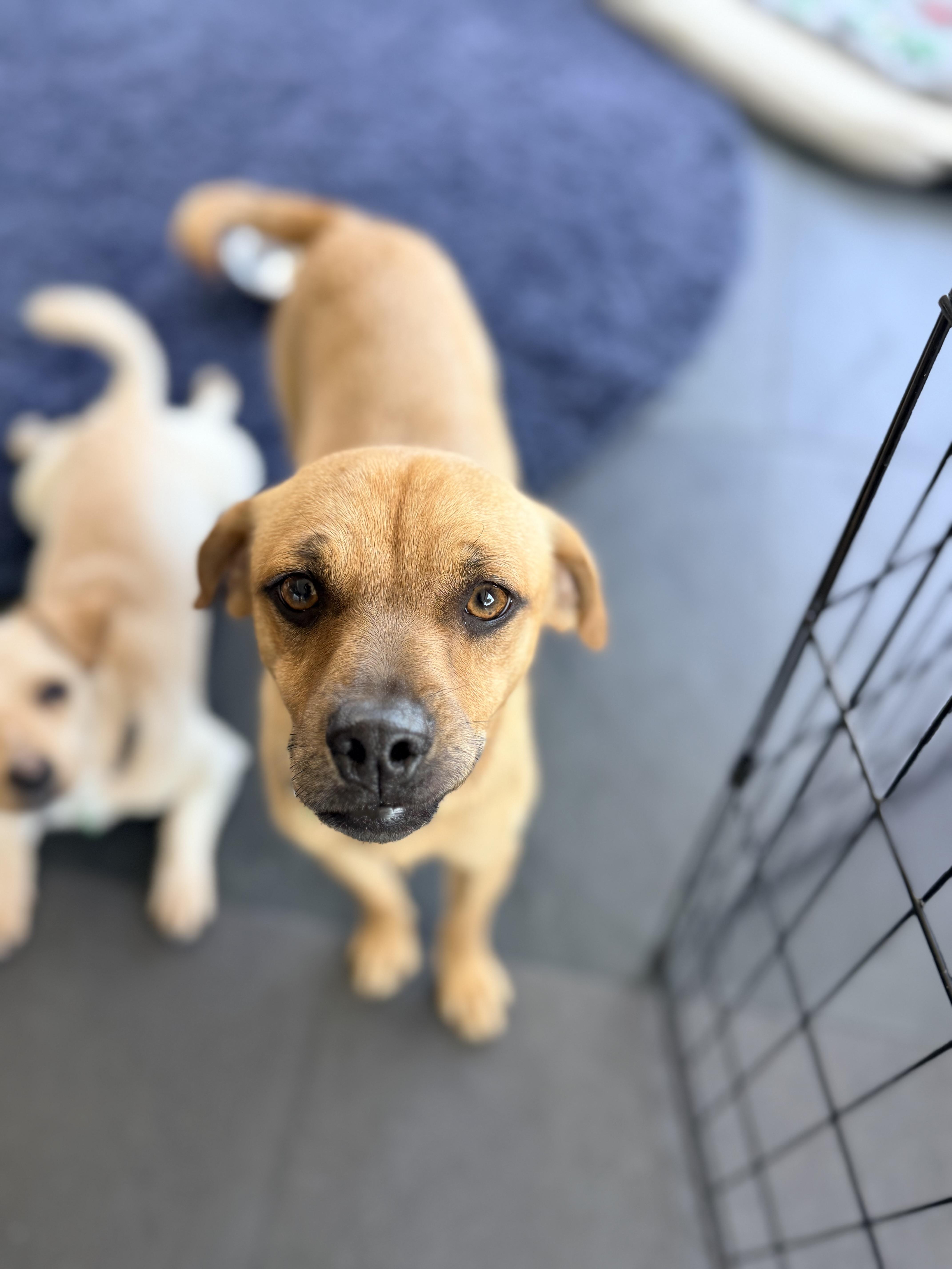 MAVERICK, ADOPTABLE, Young Male Black Mouth Cur & Rhodesian Ridgeback.