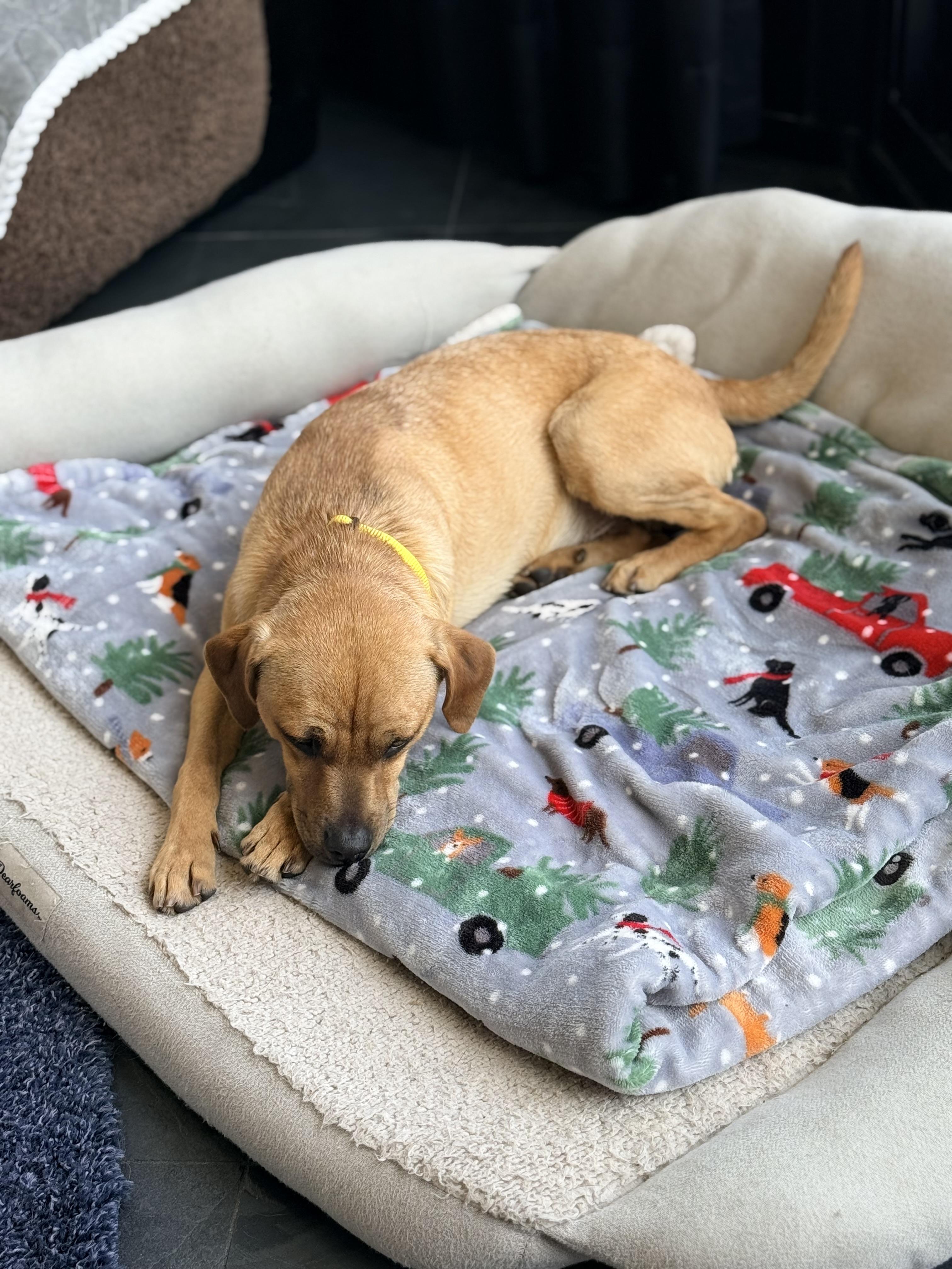 MAVERICK, a ADOPTABLE mixed breed in los angeles, CA image 4/5