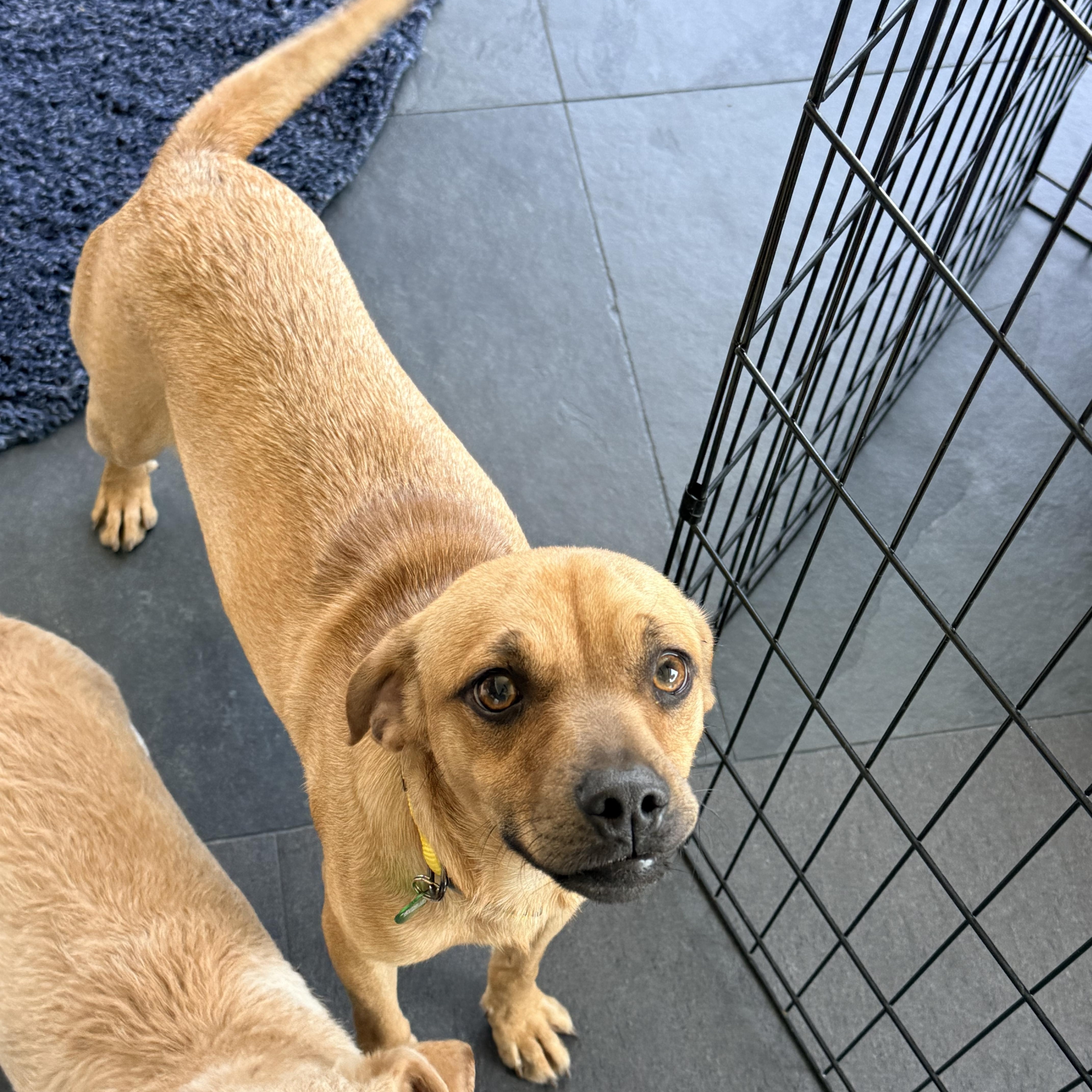 MAVERICK, a ADOPTABLE mixed breed in los angeles, CA image 2/5