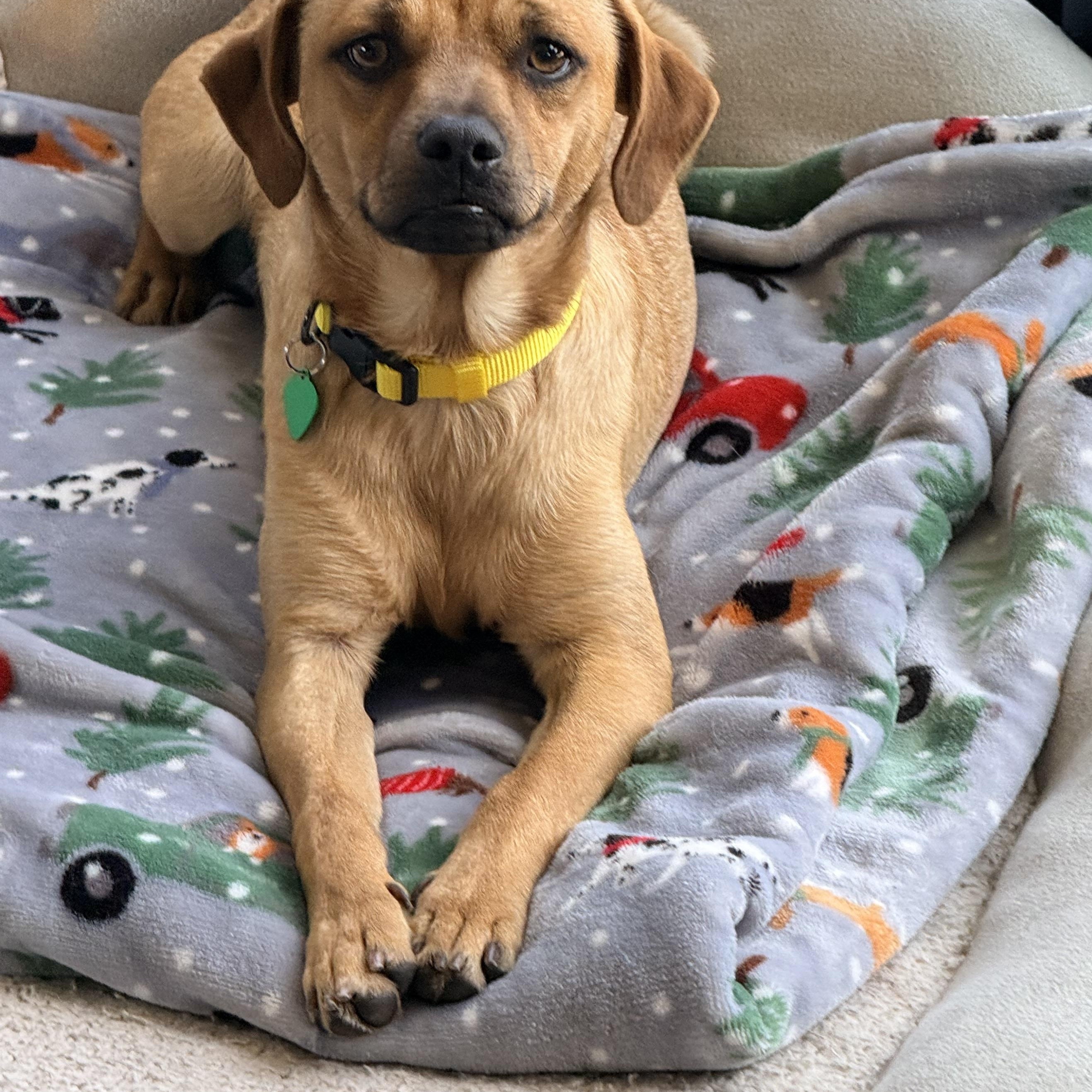 MAVERICK, a ADOPTABLE mixed breed in los angeles, CA image 3/5