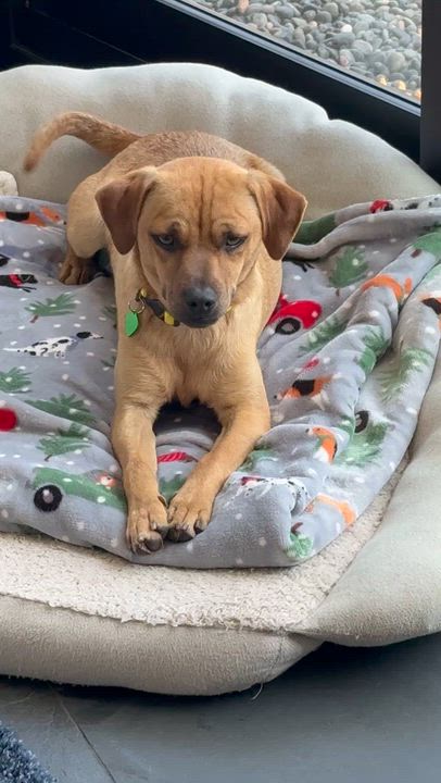 Enlarge MAVERICK, a ADOPTABLE mixed breed in los angeles, CA video 5/5