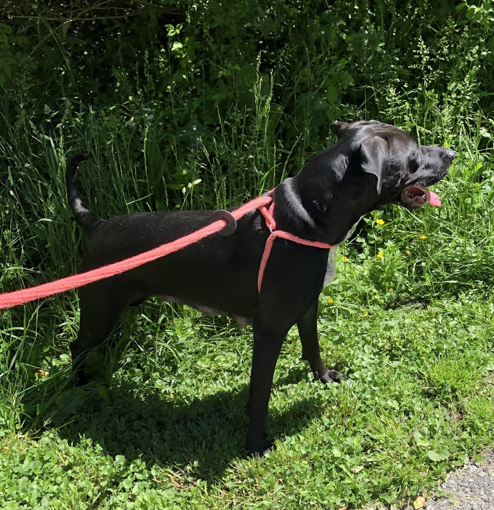 Caleesi, Adoptable, Adult Female Mountain Cur.